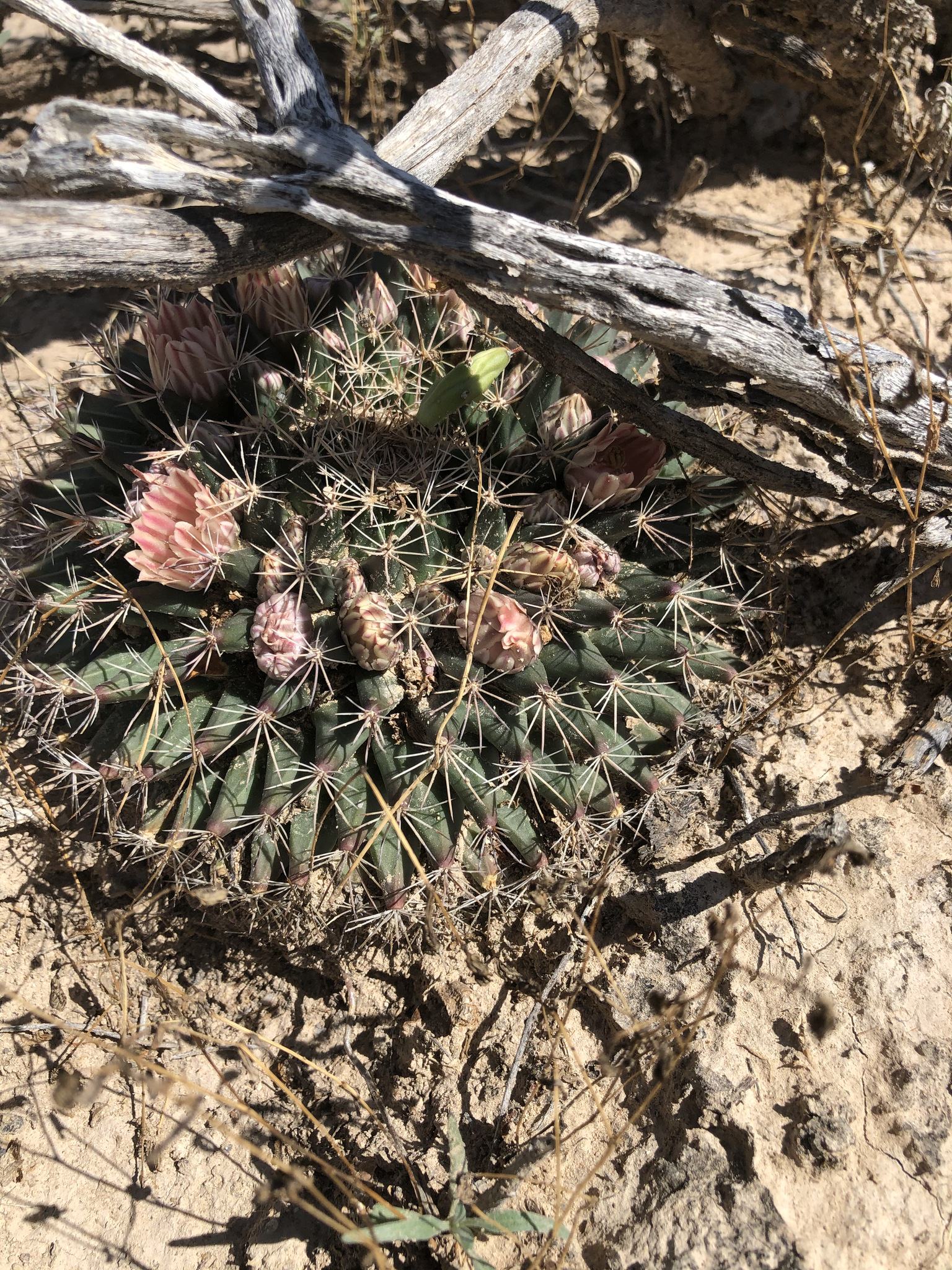 Mammillaria heyderi